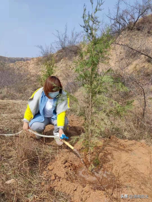 种下一片新绿——澄城县司法局积极参加义务植树活动（图）