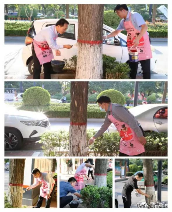 澄城县委政法委开展主题党日（义务刷树）活动（图）